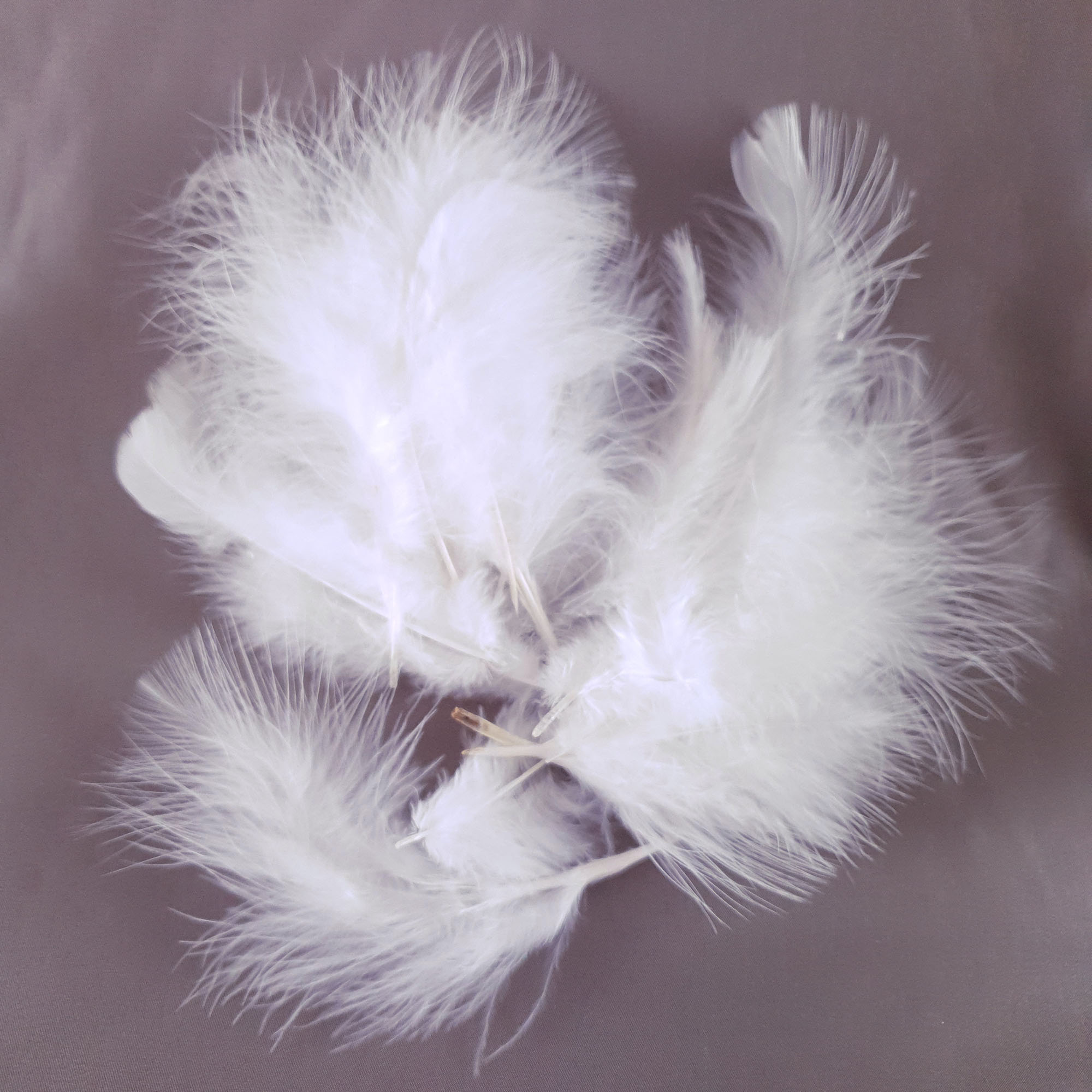 plume dinde marabout ivoire