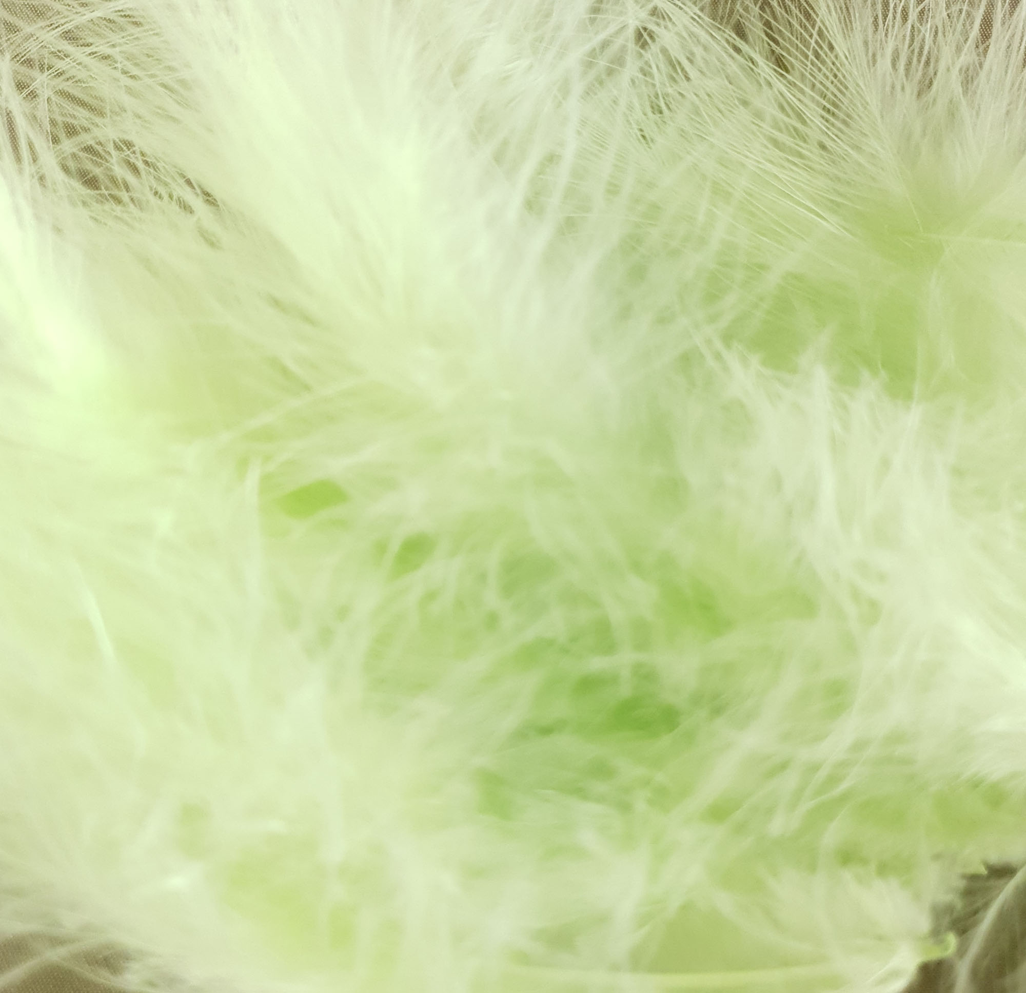 plume petite dinde marabout vert pistache