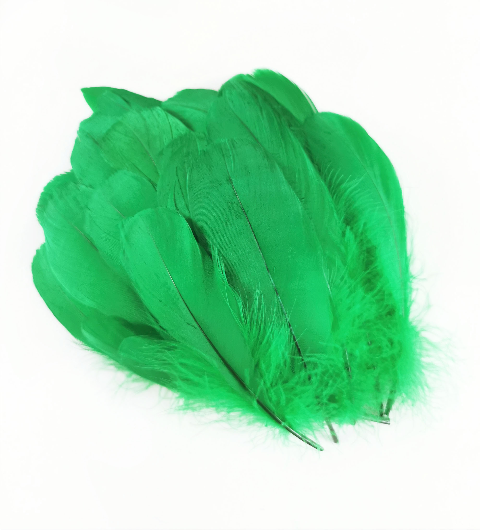 plume nageoire doie vert