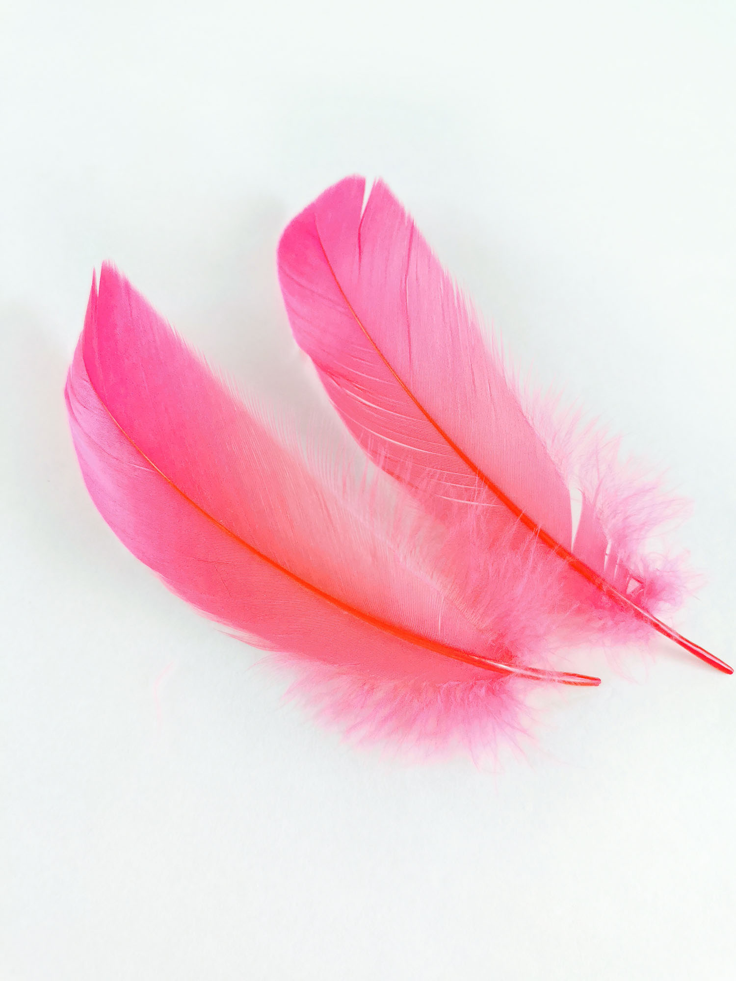 plume nageoire doie rigide corail fluo