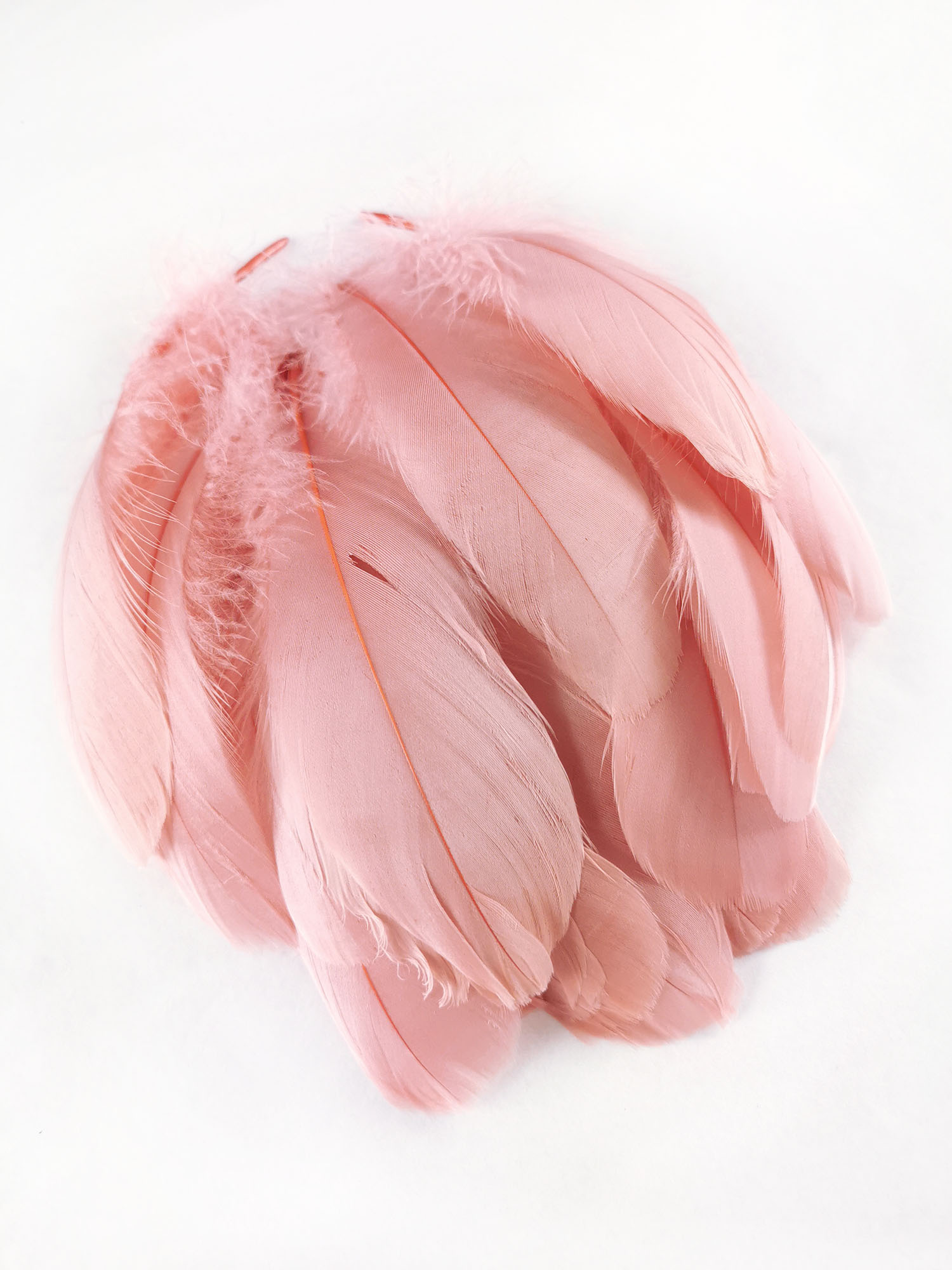 plume nageoire doie rose poudre