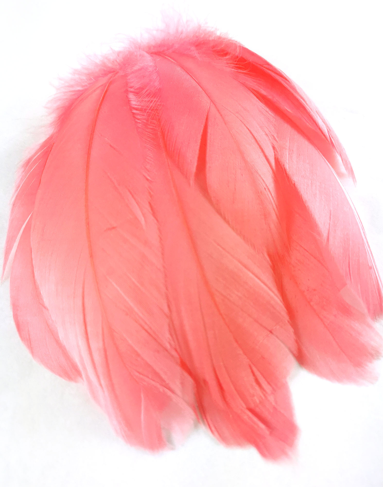 plume nageoire doie crevette