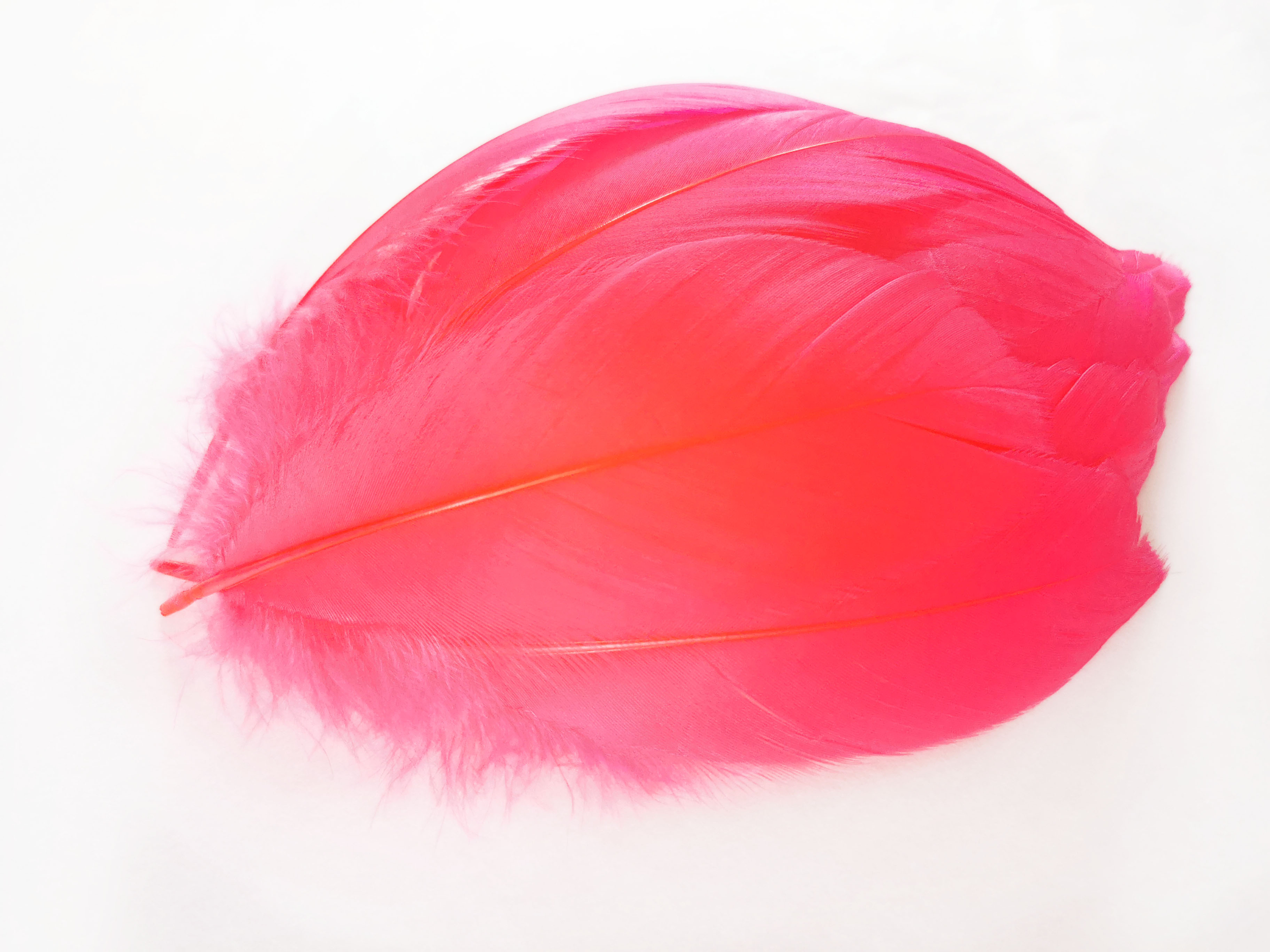 plume nageoire doie corail fluo