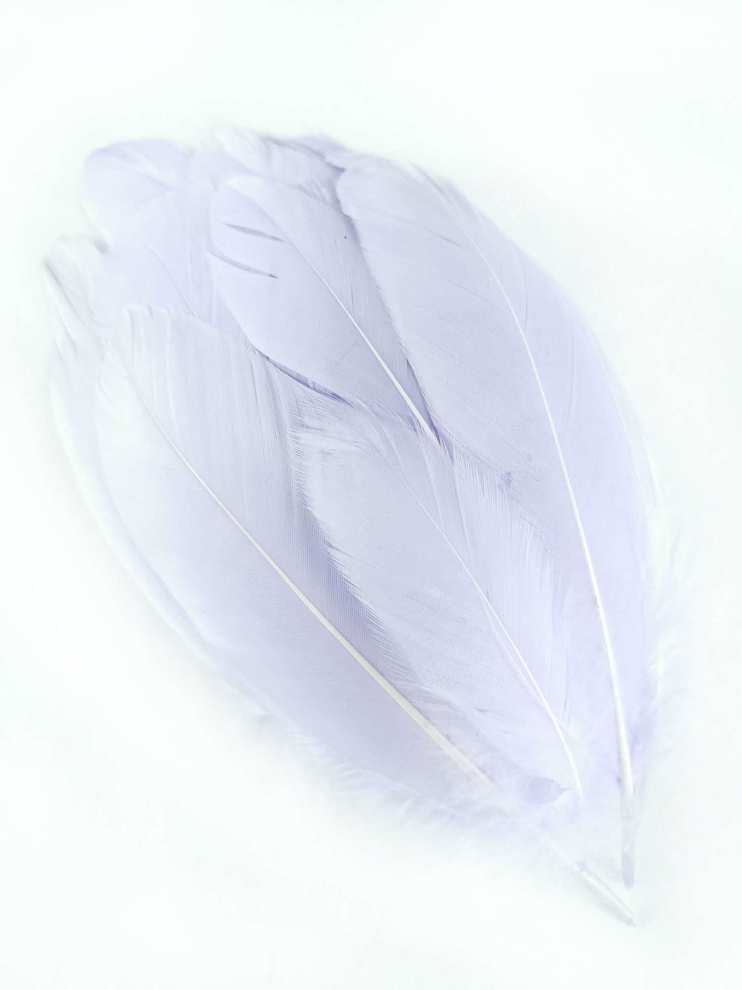 plume nageoire doie grande parme