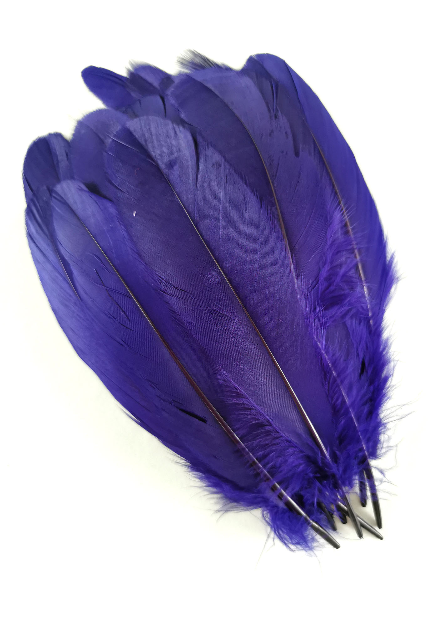 plume nageoire doie grande violet irise