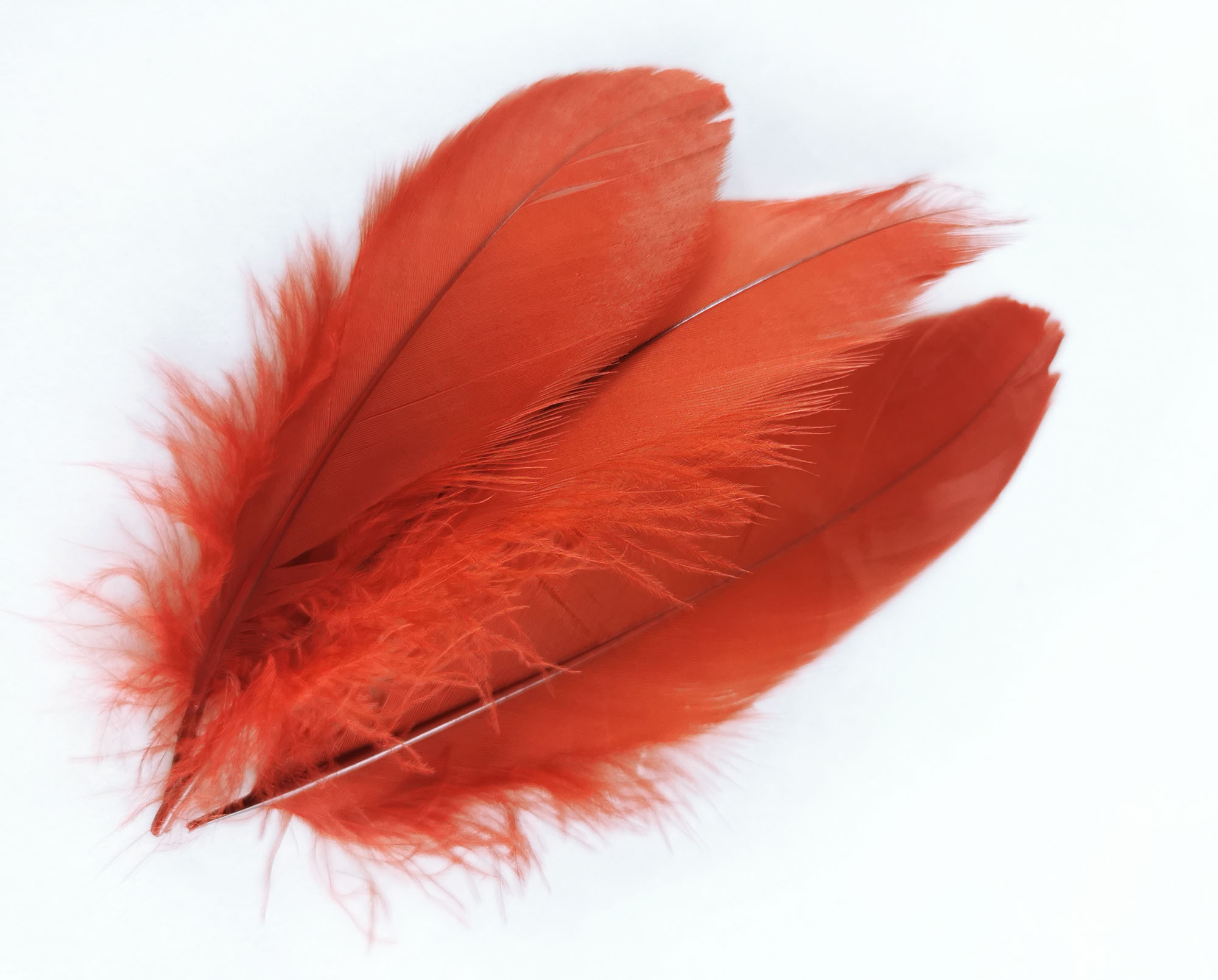 plume nageoire doie grande rouille