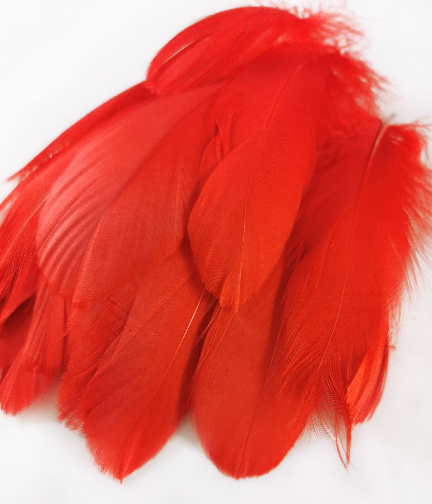 plume nageoire doie rouge