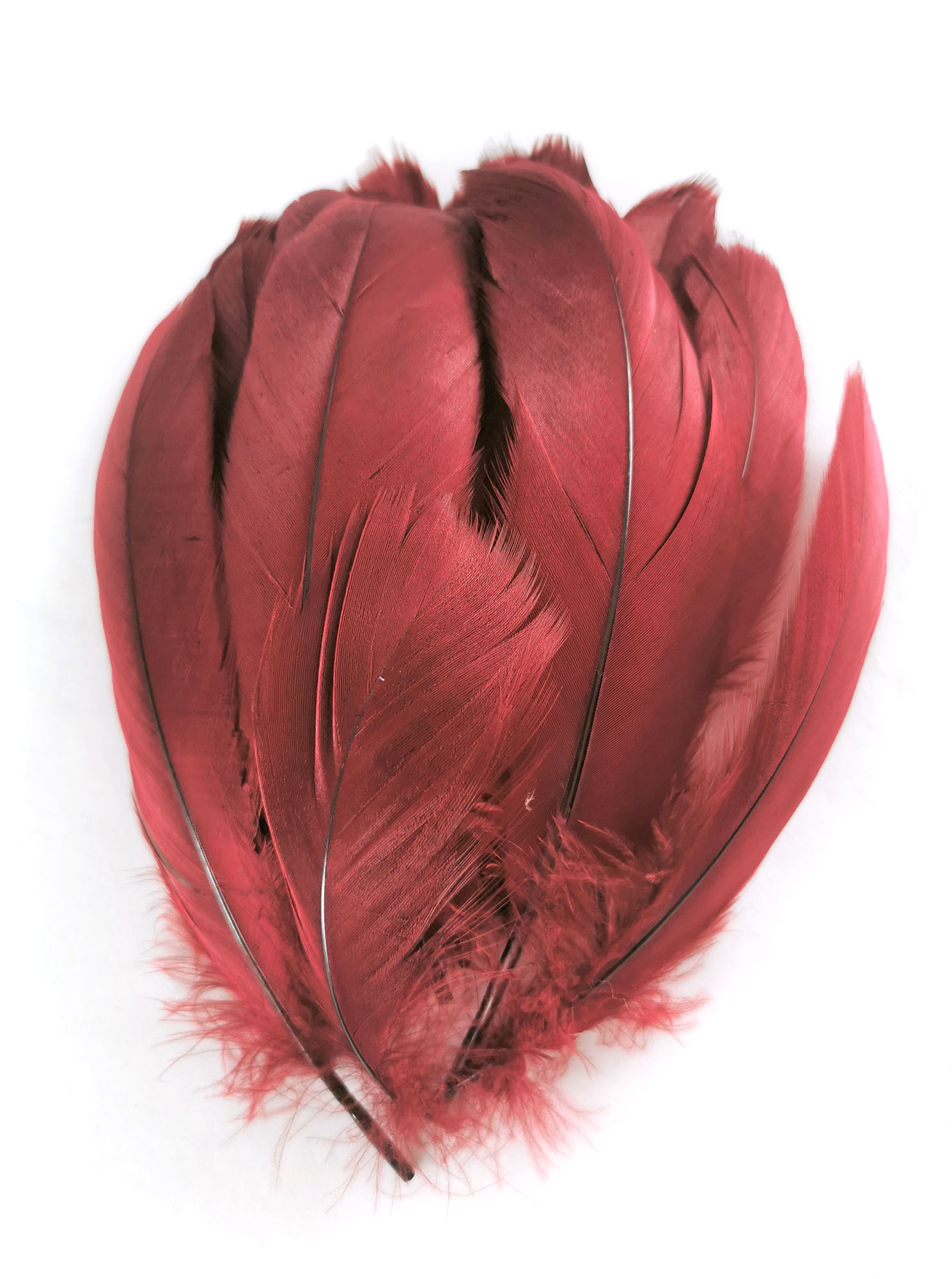 plume nageoire doie rigide rubis