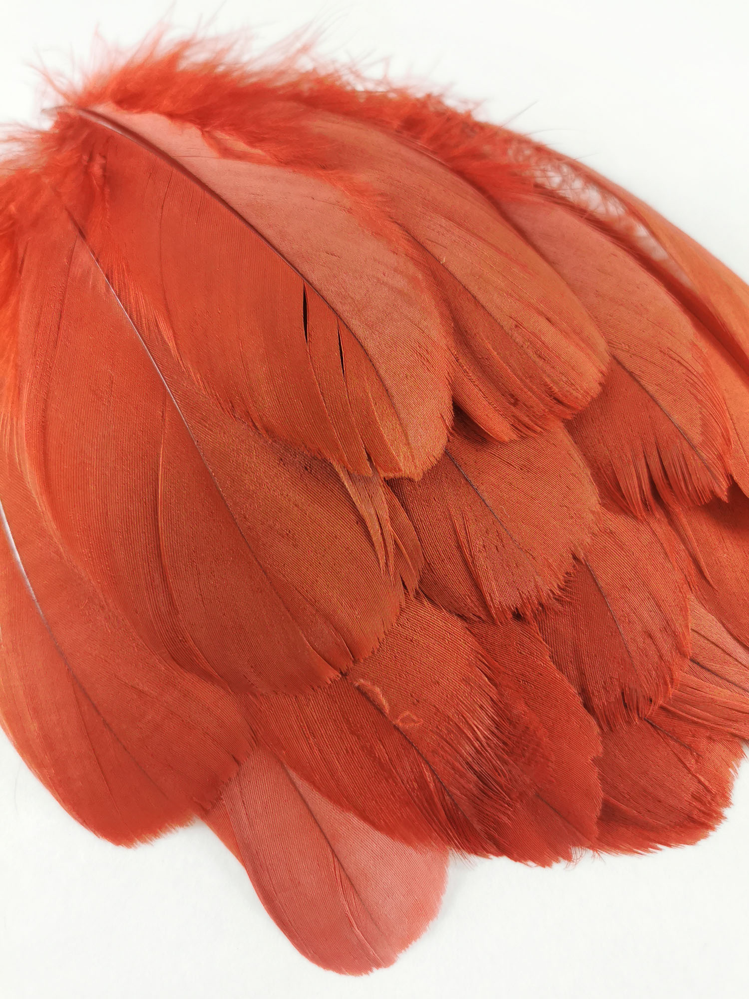 plume nageoire doie rouille