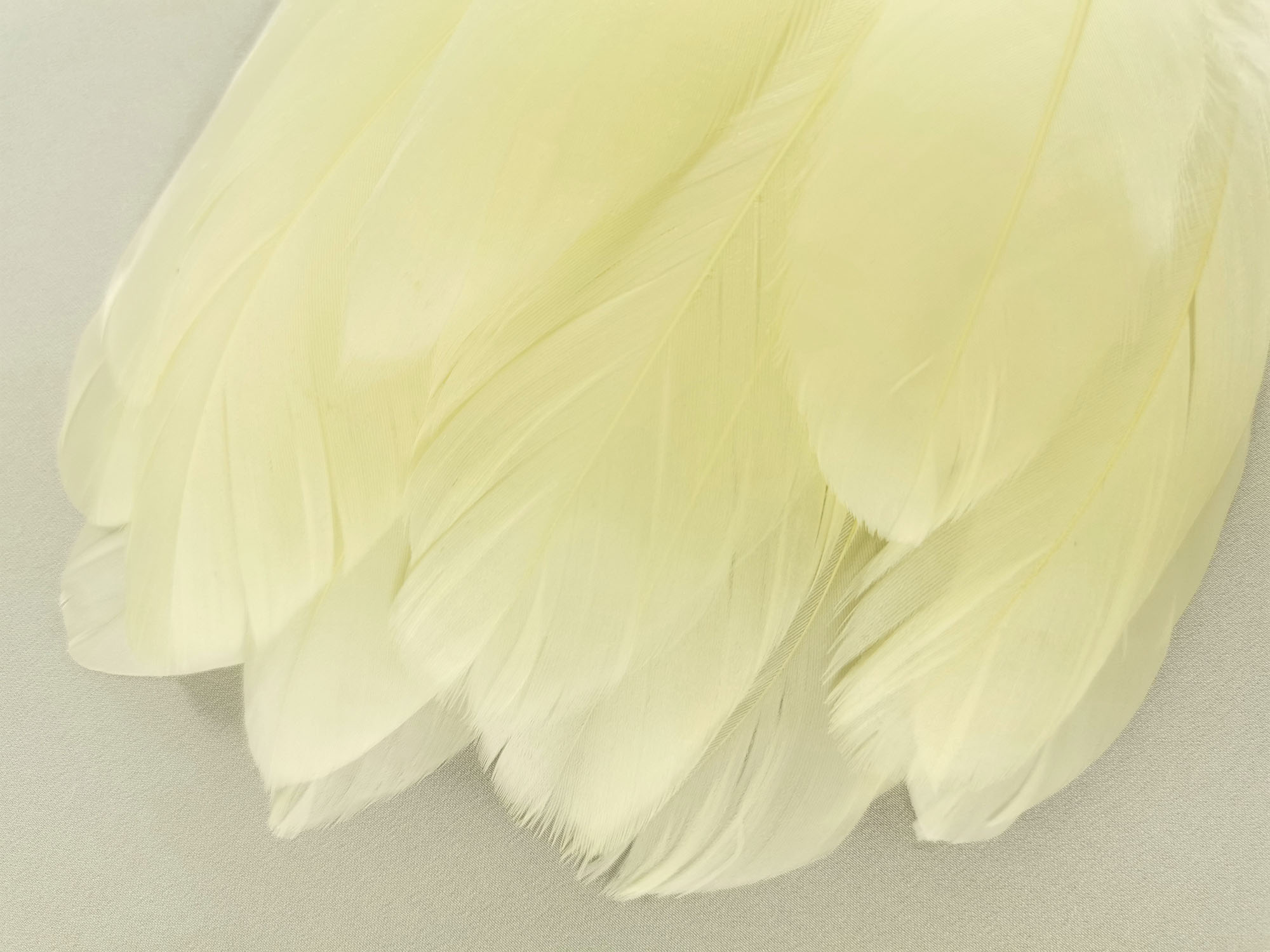 plume nageoire doie grande jaune pastel