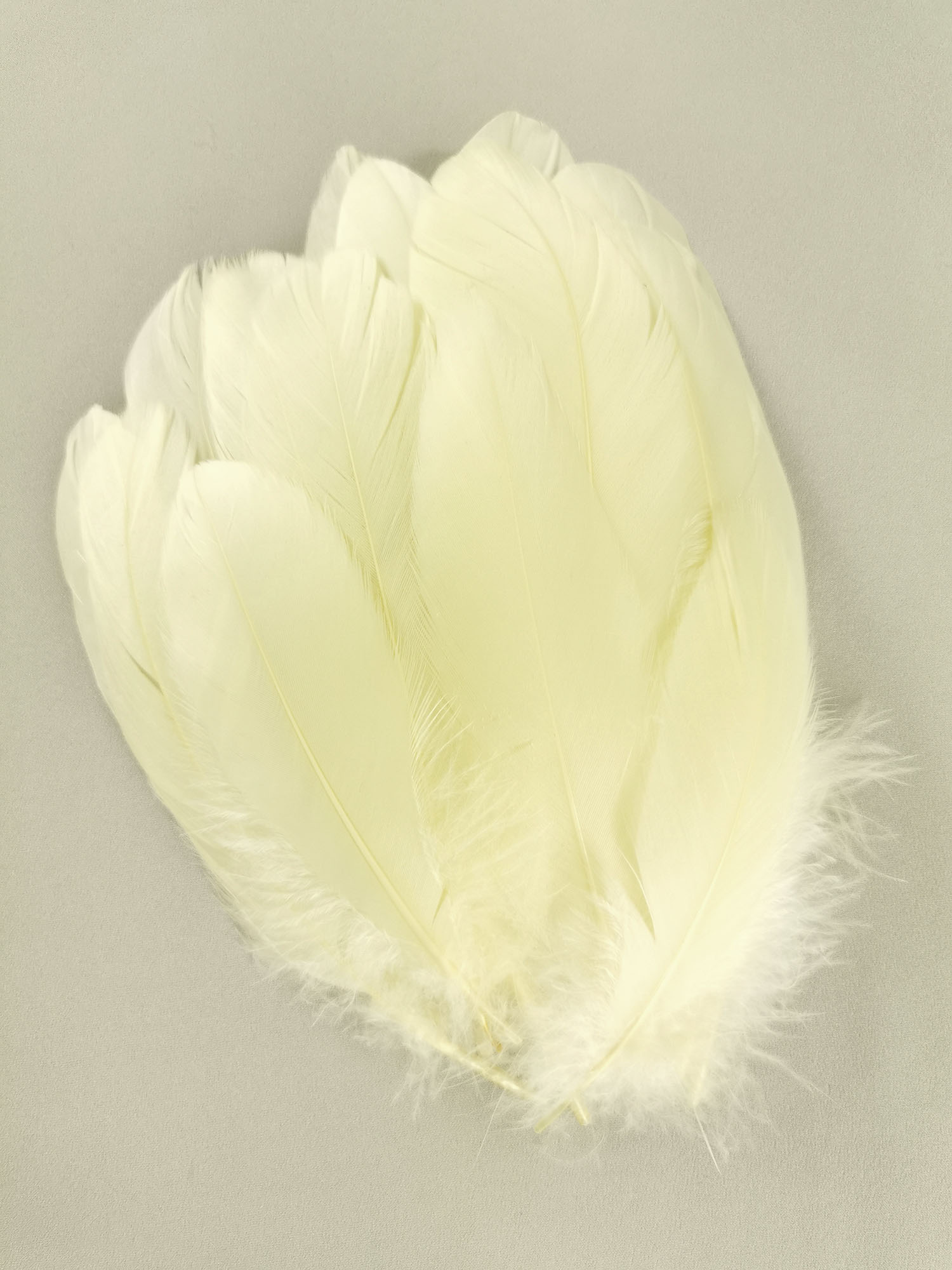 plume nageoire doie jaune pastel