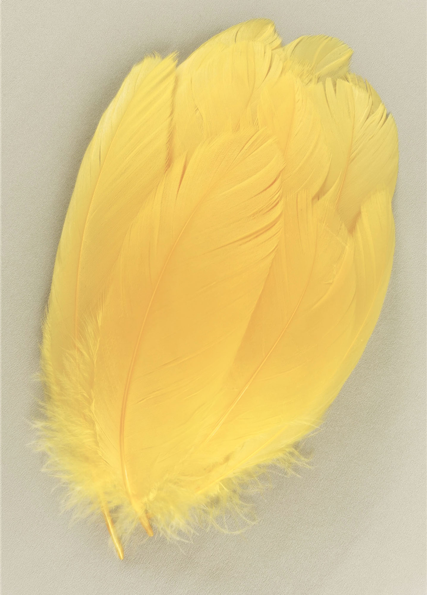 plume nageoire doie safran