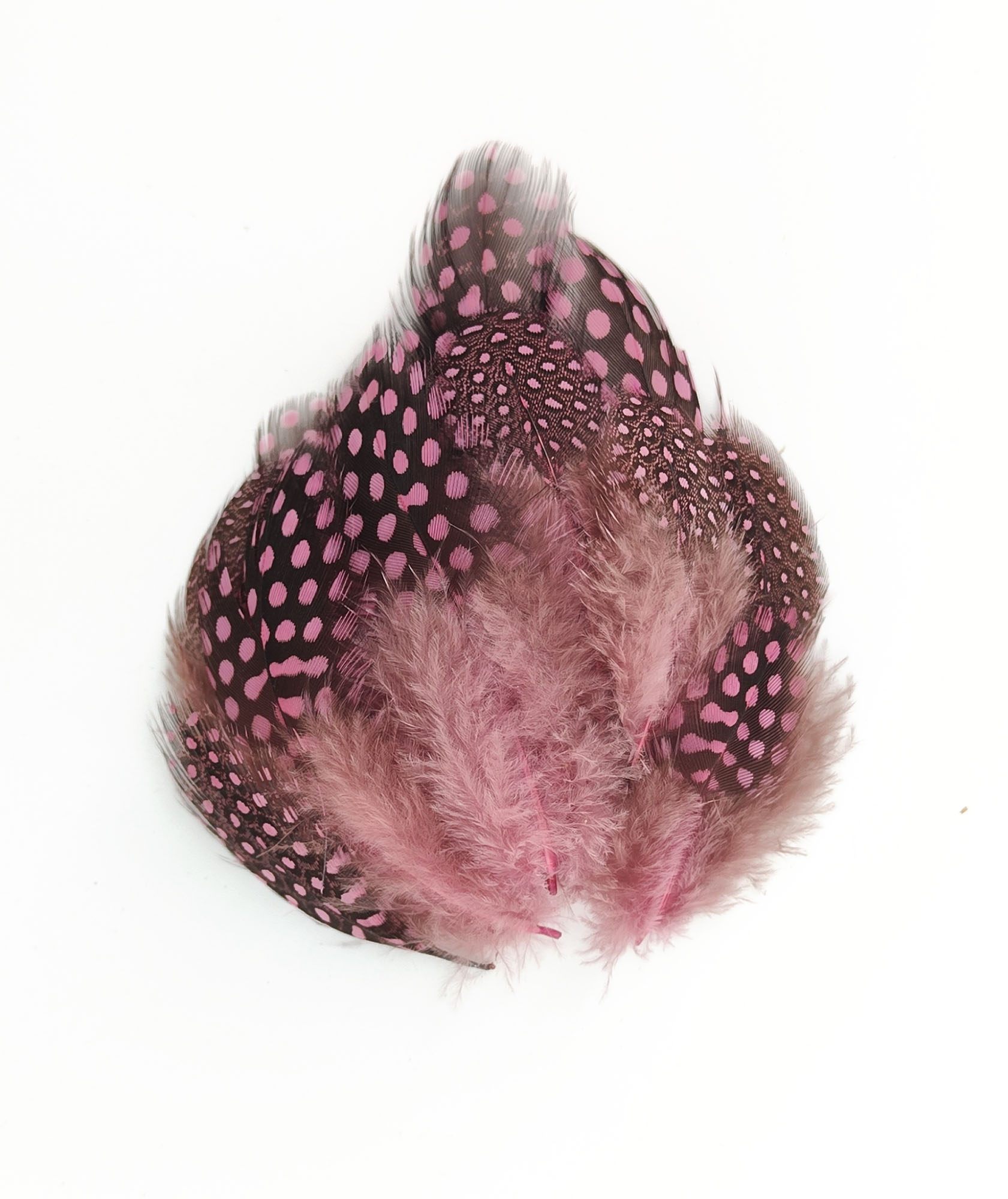 plume de pintade rose buvard