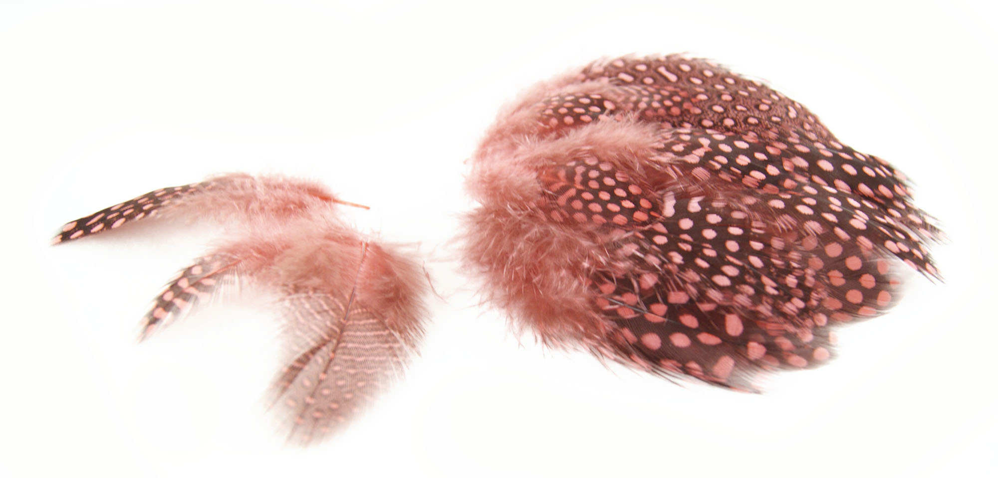 plume de pintade legere rose indien