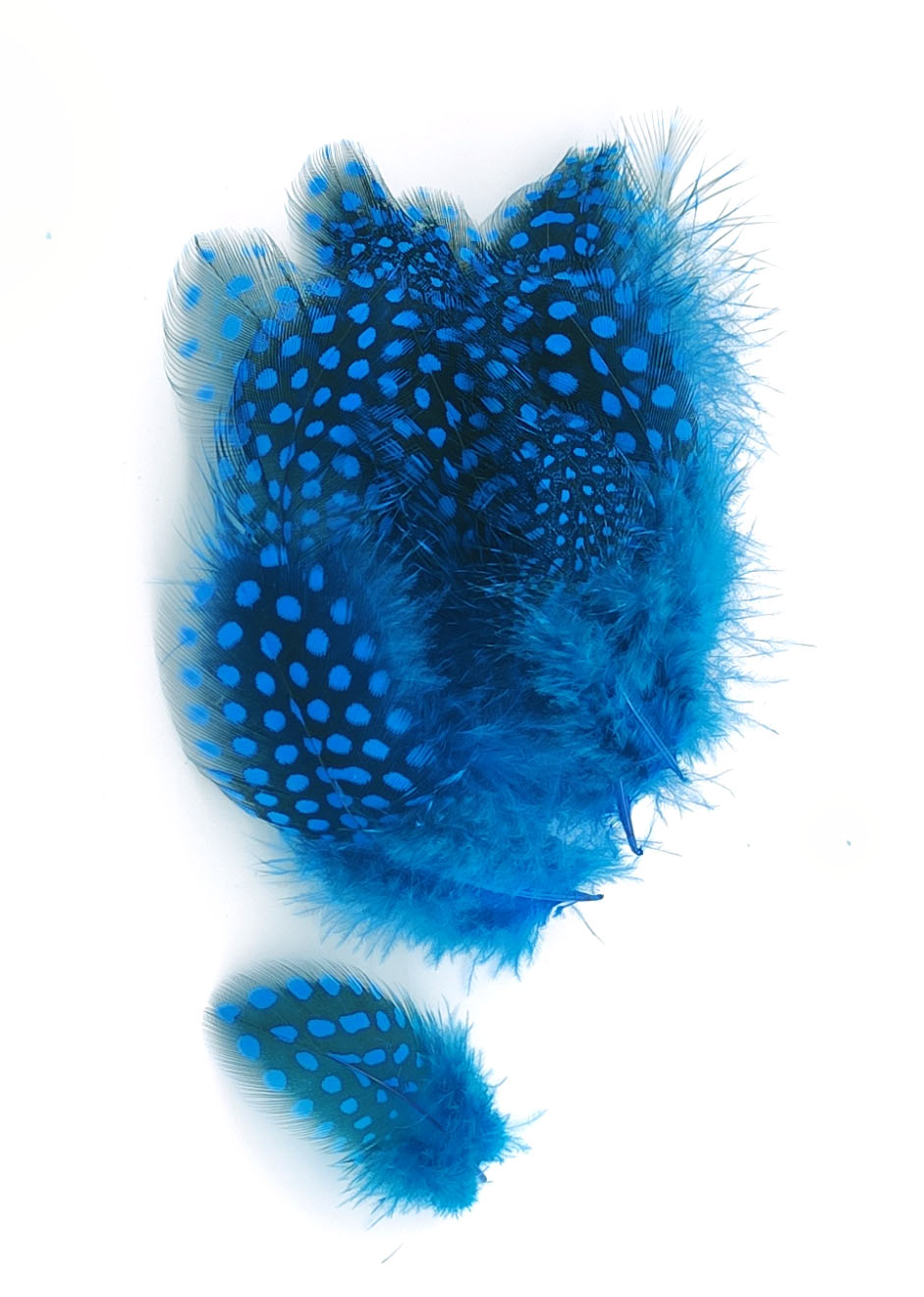 plume de pintade bleu turquoise