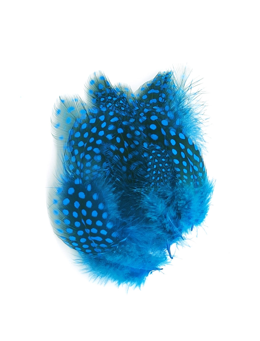 plume de pintade turquoise