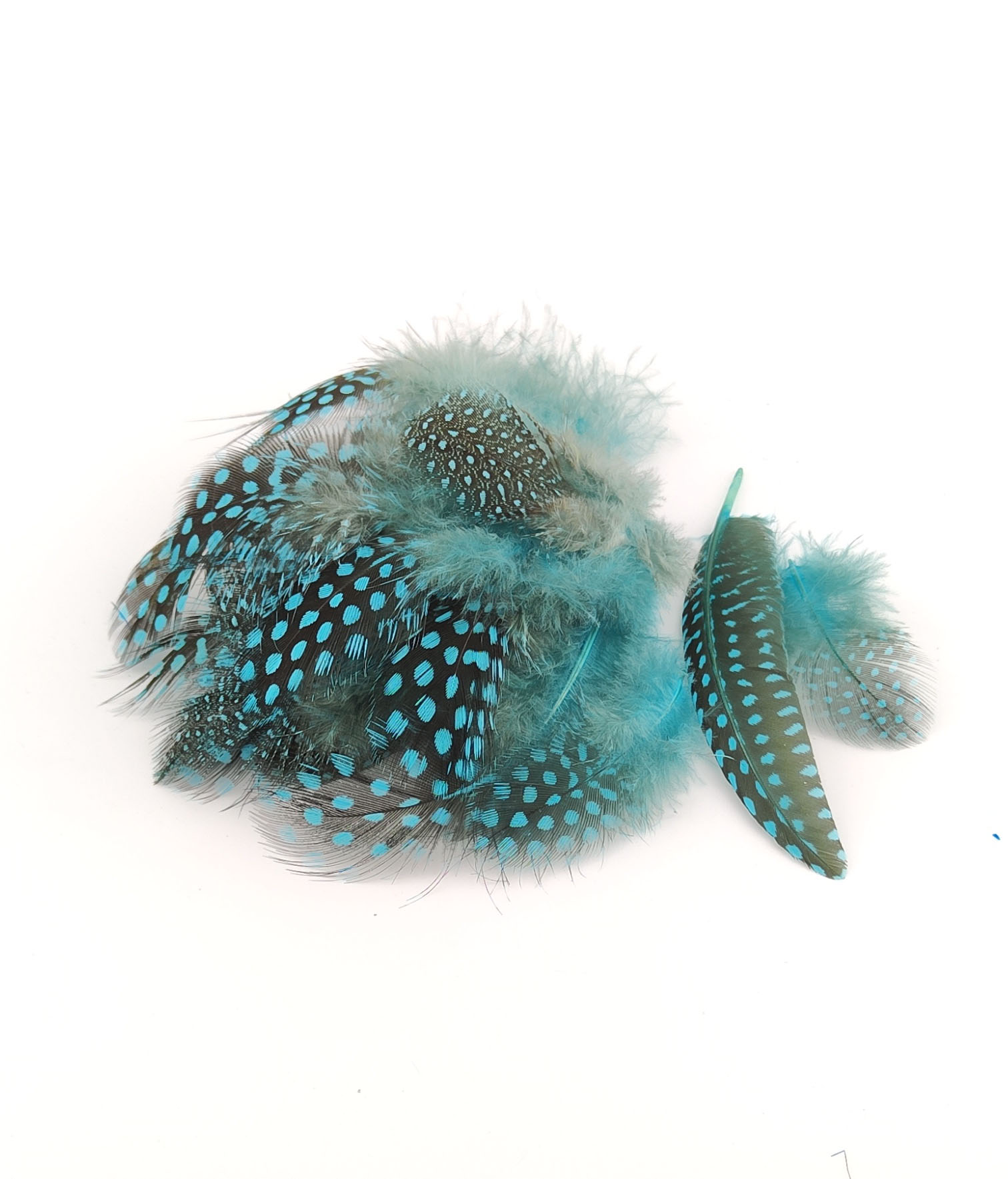 plume de pintade bleu lagon de qualite