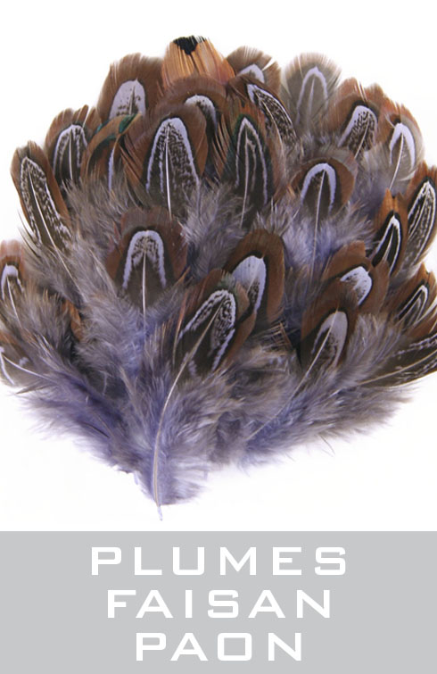 plumes de faisan, paon