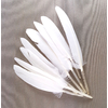 plume palette d'oie petite blanc