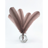 plume palette de dinde rigide sepia