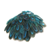 plume de faisan commun turquoise