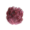 plume de faisan commun corail