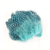 plume de pintade bleu lagon