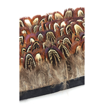 galon faisan commun plume marron
