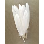 plume palette doie petite ecru