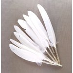 plume palette d'oie petite blanc