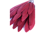 plume palette doie petite rubis