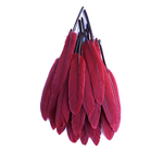 plume palette doie rubis