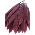 plume palette doie henne
