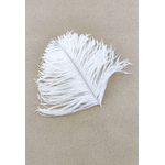 plume autruche mini jolie blanc