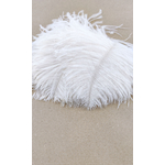 plume autruche mini blanc