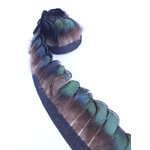 galon plume faisan lady bronze
