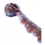 frange plume faisan rouge gris