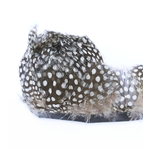 frange plume points marron