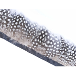 galon plume points naturel