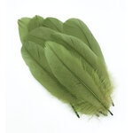 plume nageoire doie vert feuille