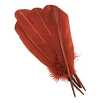 plume palette de dinde rouille