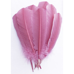 plume palette de dinde rigide rose buvard