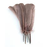 plume palette de dinde sepia