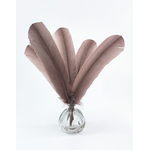 plume palette de dinde rigide sepia