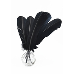 plume palette de dinde noir
