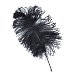 plume petite autruche noir