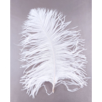 plume petite autruche blanc