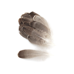 plume nageoire doie grande gris naturel