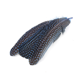 plume de pintade à motifs bleu