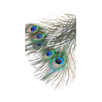 plumes de paon naturelle pour décoration